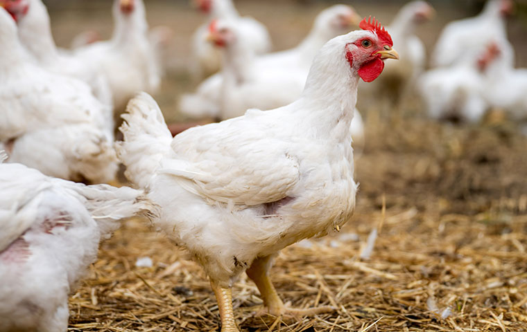 Healthy white broiler chickens in modern poultry house with optimal growth conditions